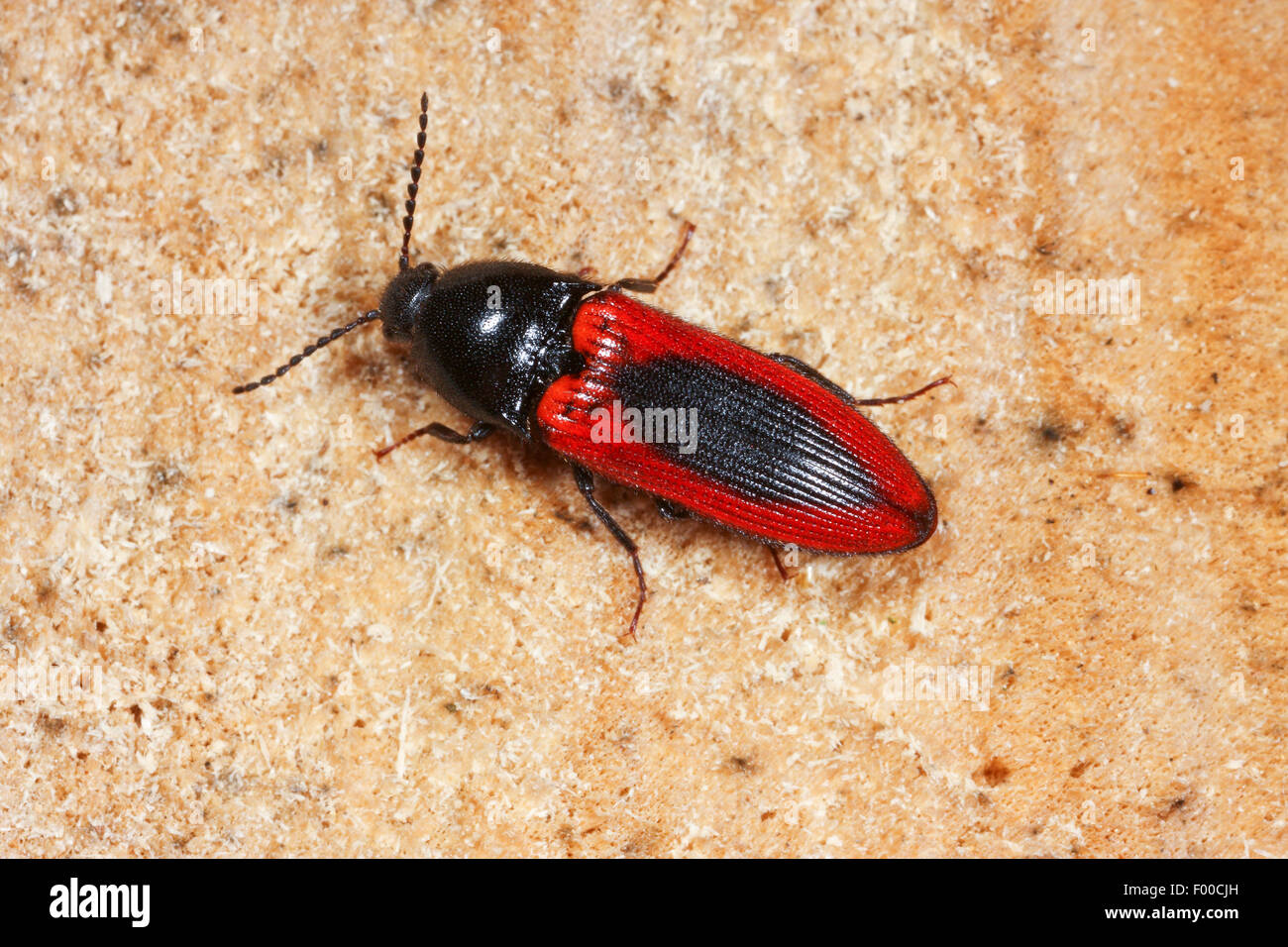 Click beetle (Ampedus sanguinolentus), on wood, Germany Stock Photo