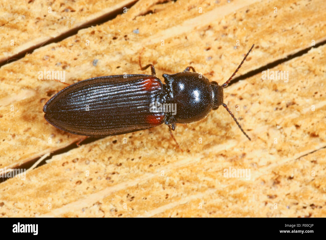 Click beetle (Calambus bipustulatus), on wood, Germany Stock Photo