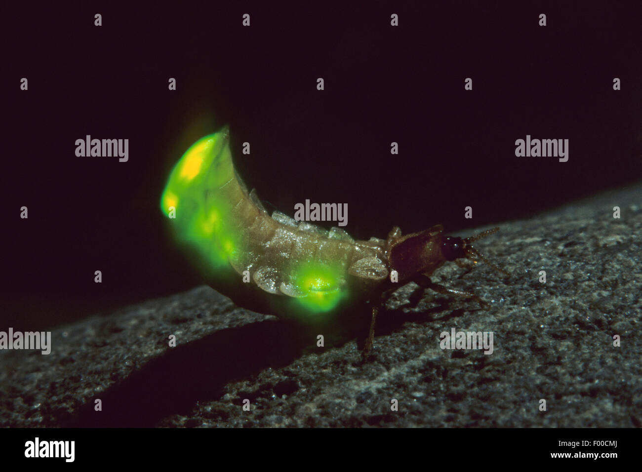 small lightning beetle (Lamprohiza splendidula, Phausis splendidula), female with light-emitting organ, shining, Germany Stock Photo