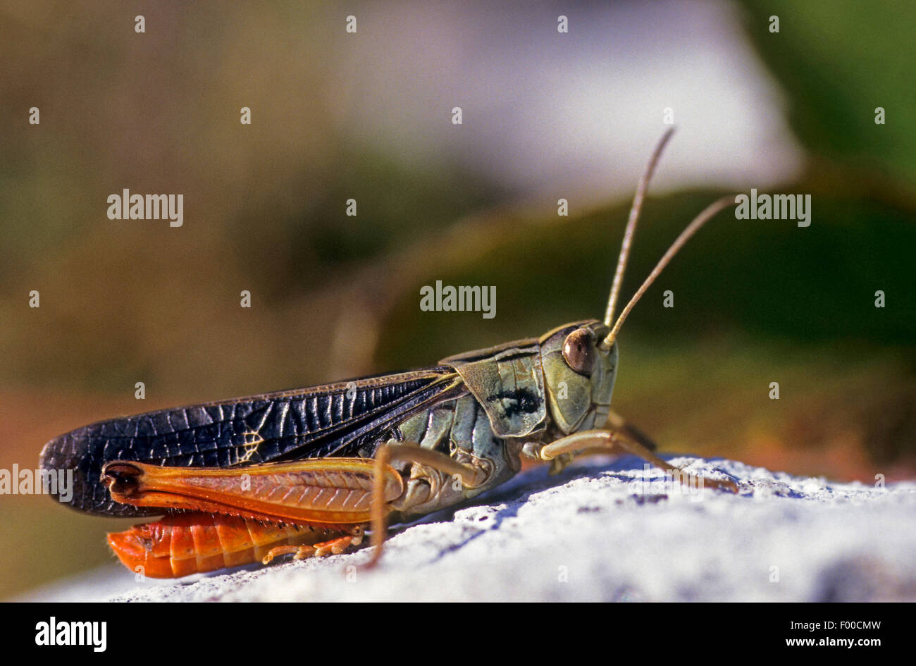 Wing-buzzing Grasshopper (Stenobothrus rubicundulus), male, Germany Stock Photo