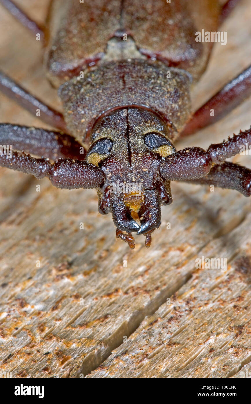 Grain support beetle (Aegosoma scabricorne, Aegosoma scabricornis