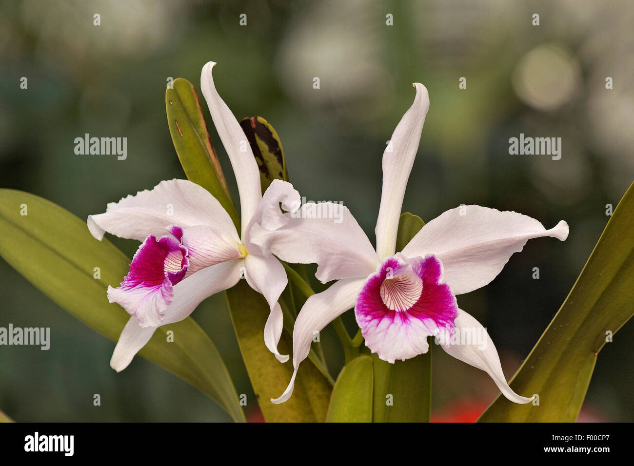 Cattleya (Cattleya purpurata, Laelia purpurata), flowers Stock Photo