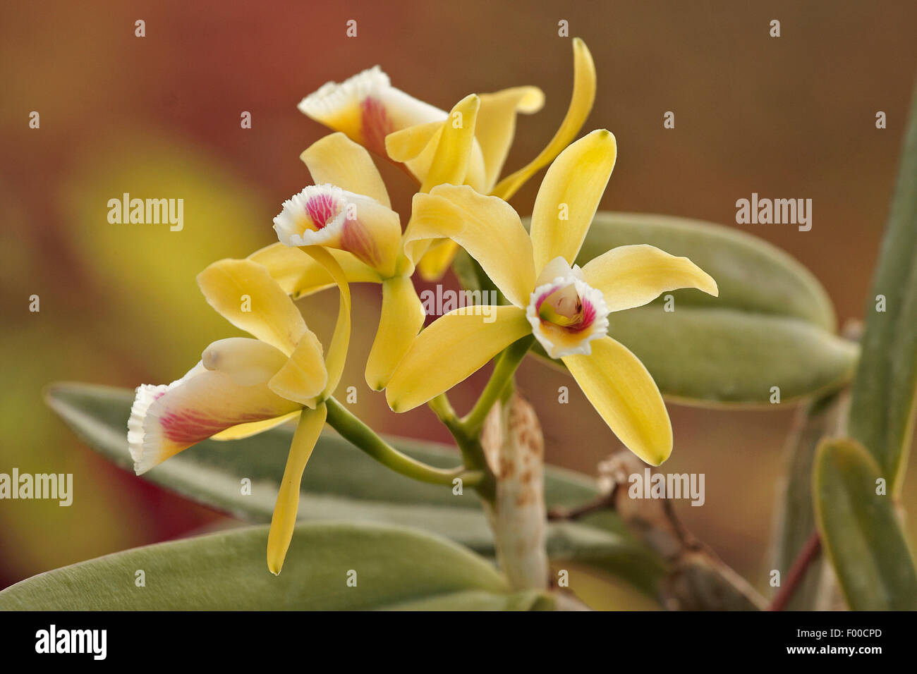 Cattleya orchid (Cattleya luteola), flowers Stock Photo