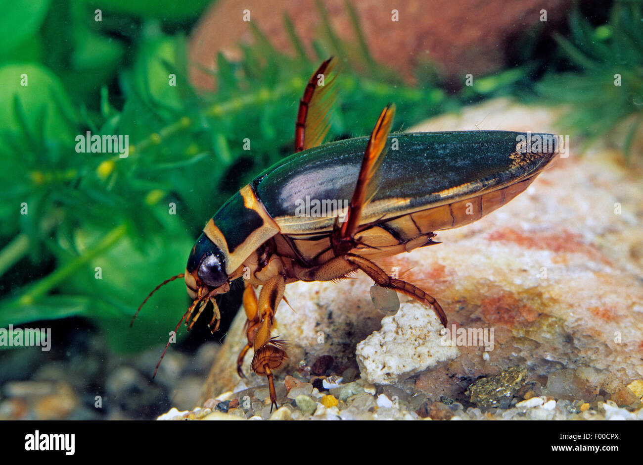 Great diving beetle (Dytiscus marginalis), swimming, Germany Stock Photo