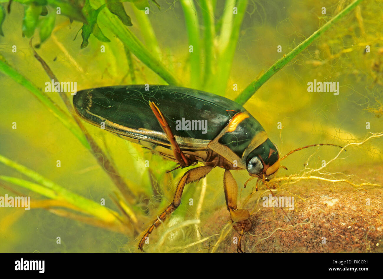 Great diving beetle (Dytiscus marginalis), swimming, Germany Stock Photo