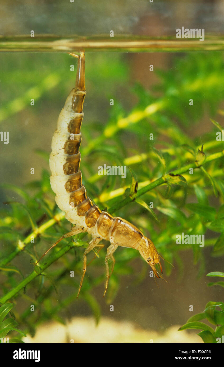 Great diving beetle (Dytiscus marginalis), larva under water, Germany