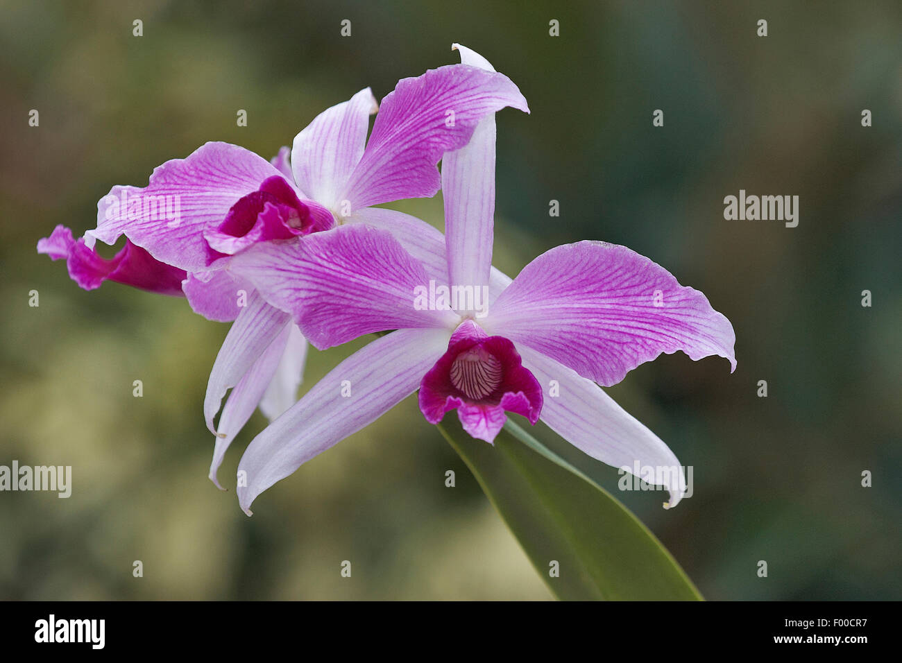 Cattleya (Cattleya purpurata, Laelia purpurata), flowers Stock Photo