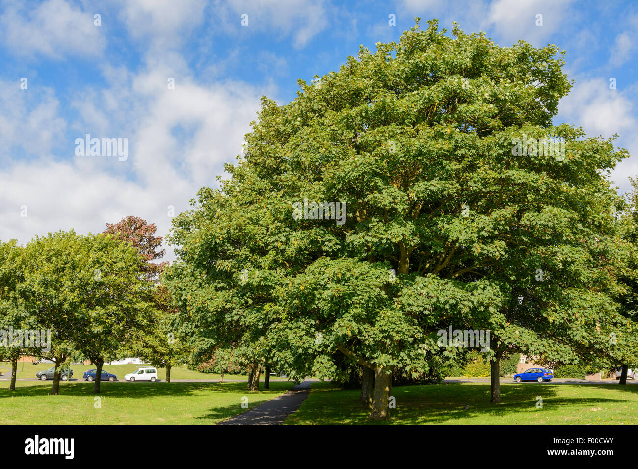 Sycamore Maple tree (Acer pseudoplatanus )in a park during summer in the UK. Stock Photo