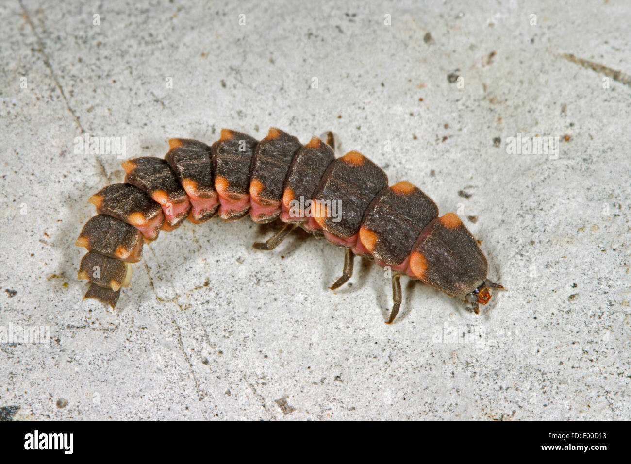 download glow worm beetle download glow worm beetle