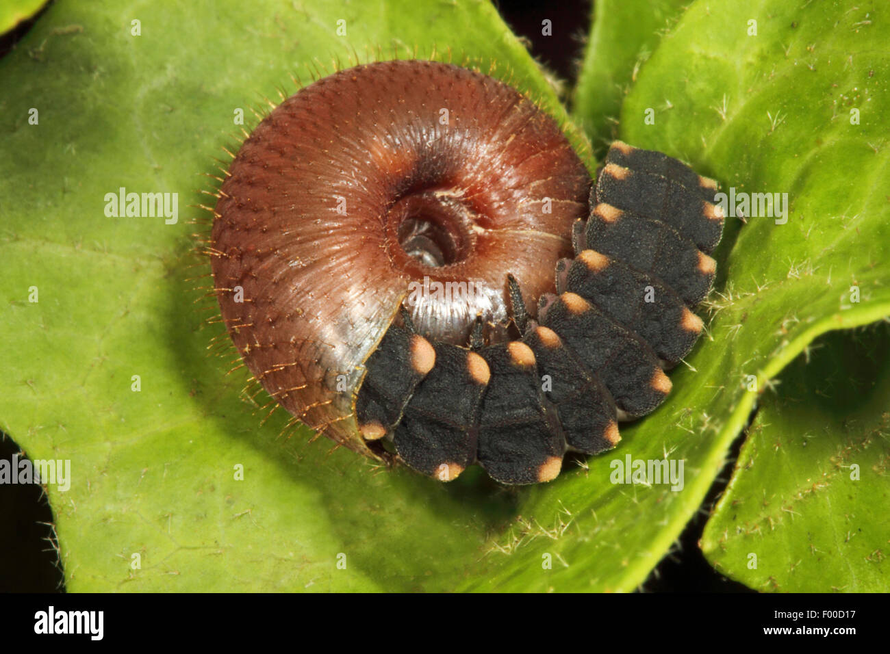 glowworm, glowworm, great European glowworm beetle (Lampyris