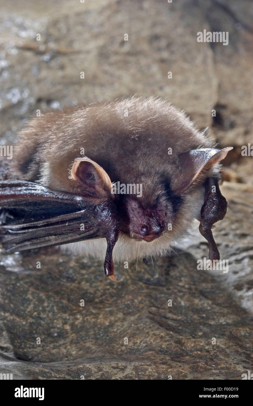 Greater Mouse-eared bat, Large Mouse-Eared Bat (Myotis myotis), hanging head first in a rock crevice , Germany Stock Photo
