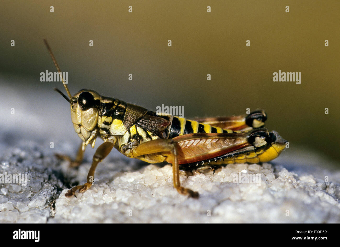 Brown mountain grasshopper (Podisma pedestris), on a stone, Germany Stock Photo