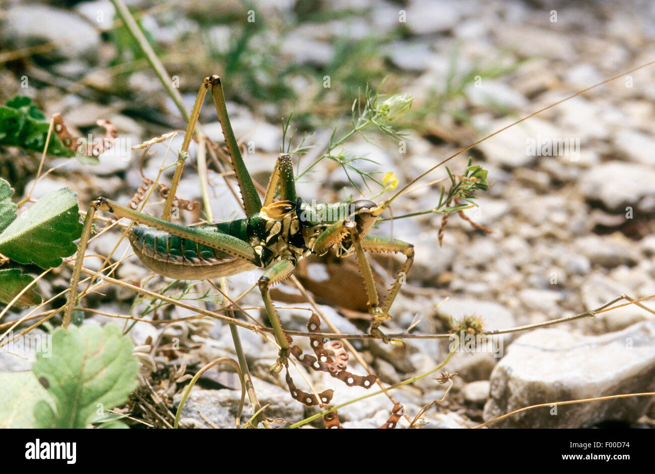 Predatory Bush-Cricket, Predatory Bush Cricket (Saga hellenica), male, Greece Stock Photo