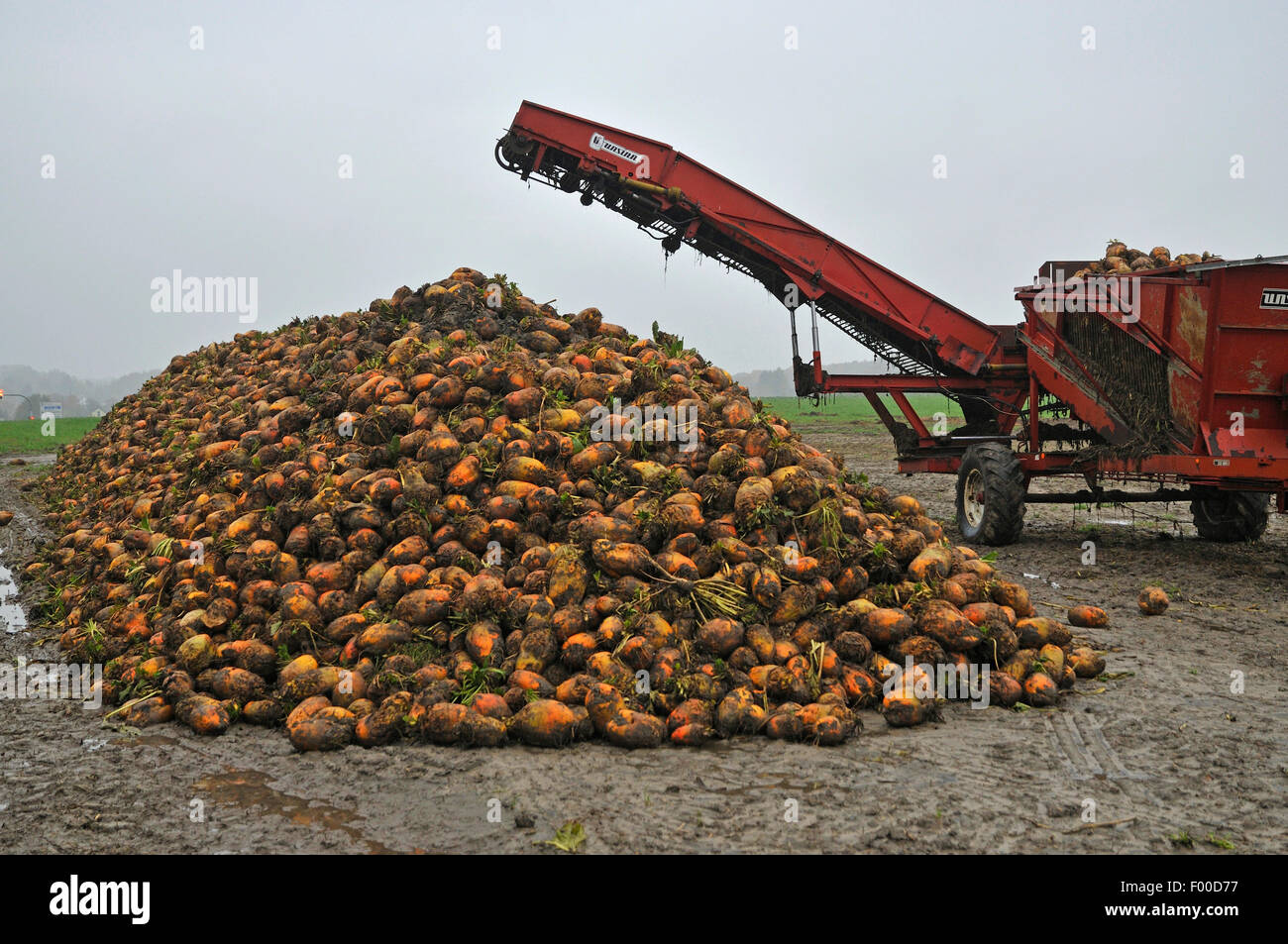 Fodder Beet Harvester High Resolution Stock Photography and Images - Alamy