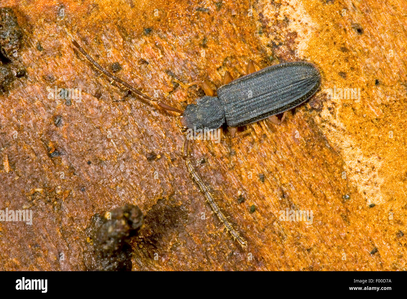 Flat bark beetle (Uleiota planata), on deadwood, Germany Stock Photo