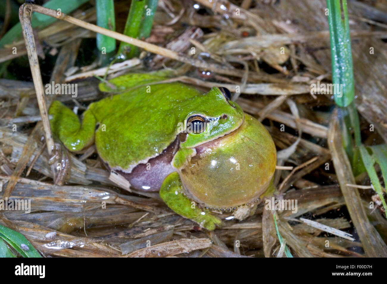 European treefrog, common treefrog, Central European treefrog (Hyla arborea), yelling male, vocal sac, Germany Stock Photo