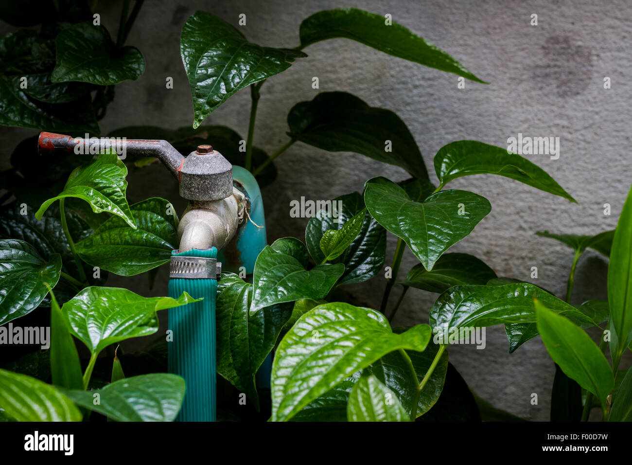 Old garden faucet with water hose, surrounded by plant Stock Photo