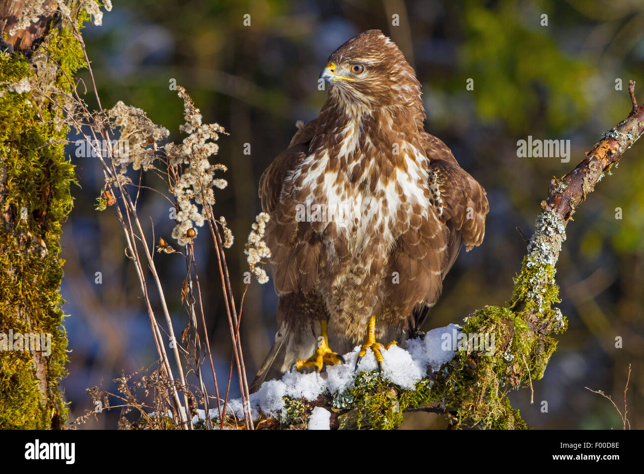 Eurasian buzzard (Buteo buteo), sits on a mossy branch, Switzerland, Sankt Gallen Stock Photo