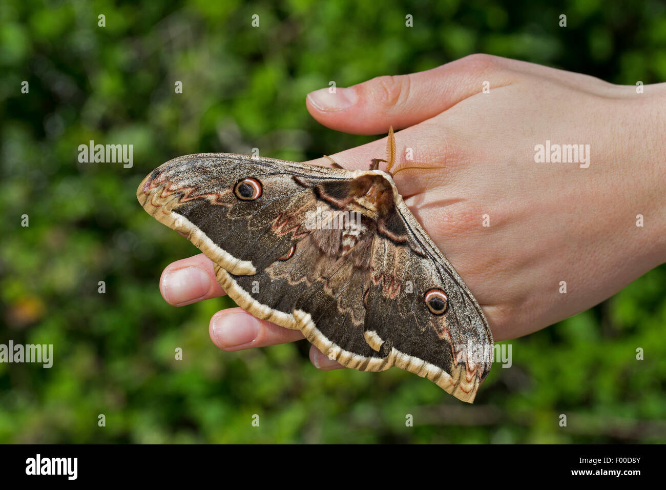 Large Emperor Moth, Giant Peacock Moth, Great Peacock Moth, Giant Emperor Moth, Viennese Emperor (Saturnia pyri), male sitting on a hand, Germany Stock Photo