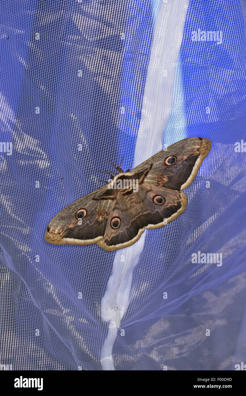 Large Emperor Moth, Giant Peacock Moth, Great Peacock Moth, Giant Emperor Moth, Viennese Emperor (Saturnia pyri), illuminated tent luring emperor moths and other insects, Germany Stock Photo