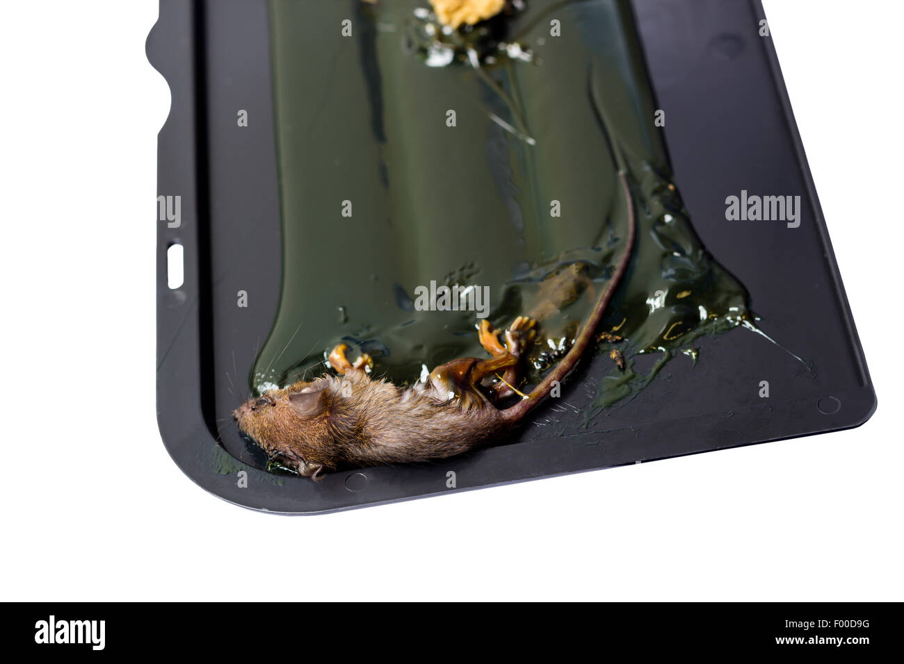 Dead little mouse on trapped tray on white background and clipping path Stock Photo