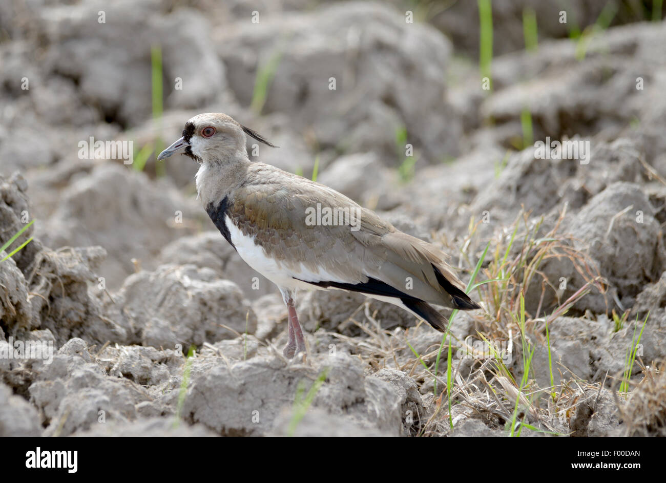Southern Lapwing (Vanellus chilensis) guarding a nest near a rice field in the countryside of Panama Stock Photo