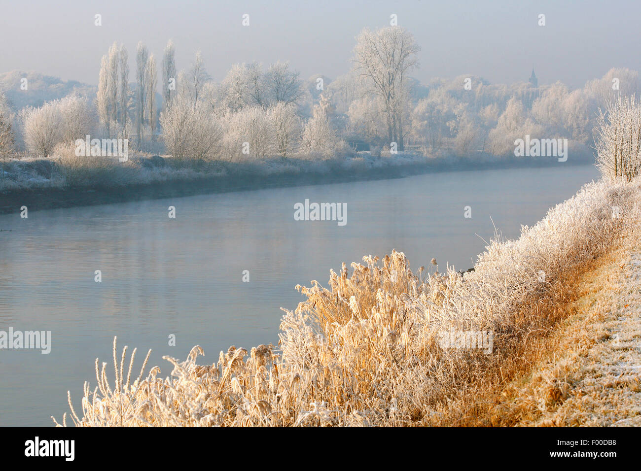 tidal river Scheldt with reflection of snow covered trees and reed fringe along river Scheldt, Belgium Stock Photo