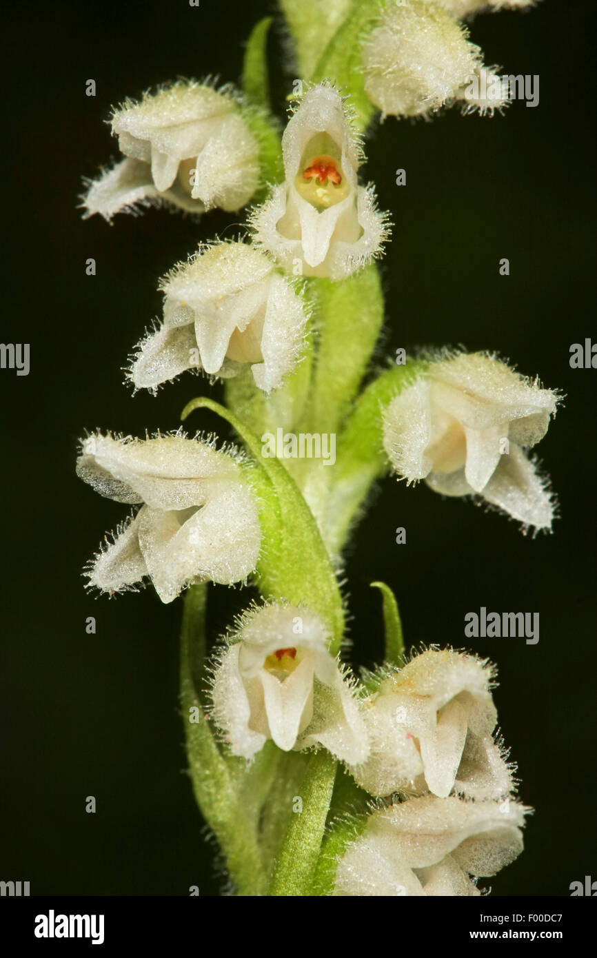 Creeping lady's-tresses, Dwarf rattlesnake-plantain (Goodyera repens, Satyrium repens), flowers, Germany Stock Photo