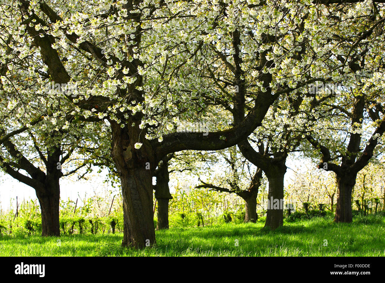 apple tree (Malus domestica), flowering apple trees, Belgium, Haspengouw Stock Photo