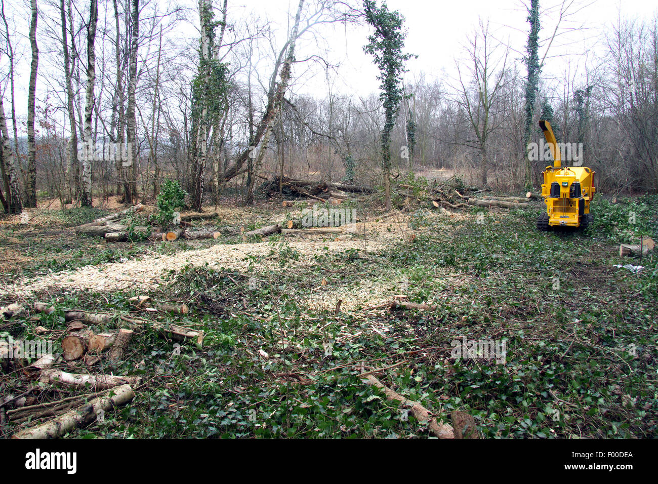 forest tending after storm losses, Germany Stock Photo