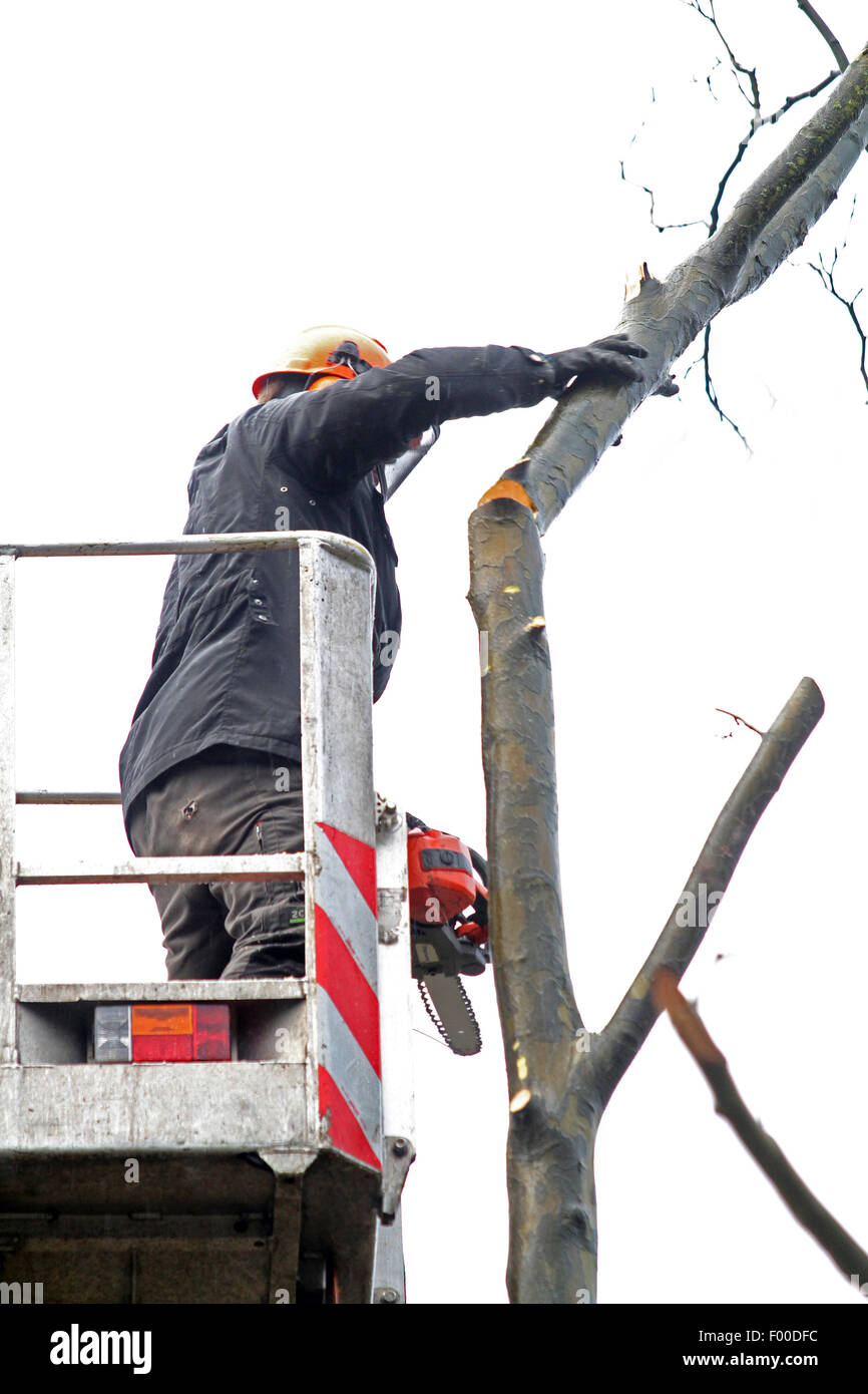 lumberman sawing branches of a plane tree, Germany Stock Photo