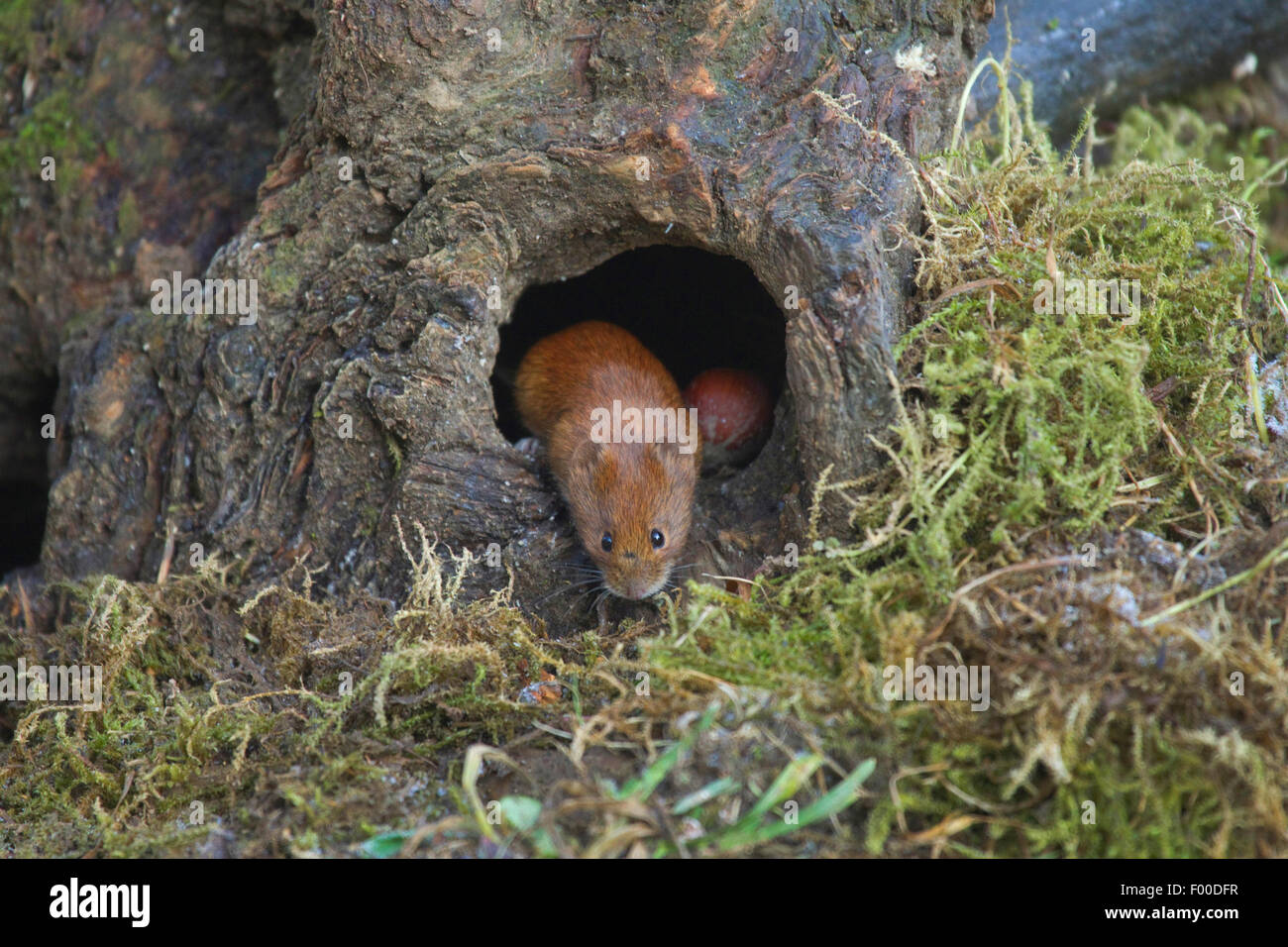 Mouse hole hires stock photography and images Alamy
