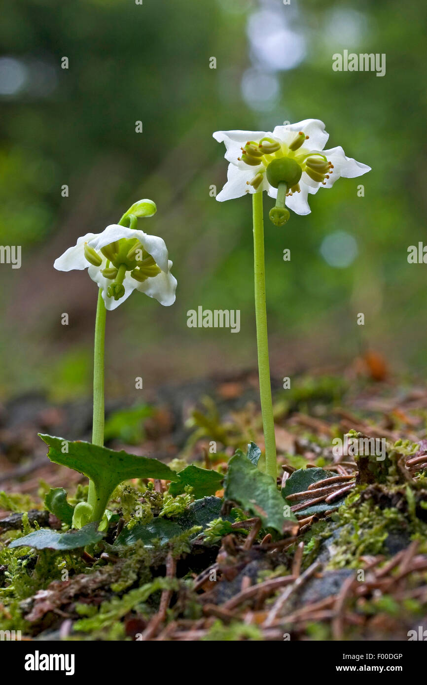 One-flowered pyrola, Woodnymph, One-flowered wintergreen, Single delight, wax-flower (Moneses uniflora), blooming, Germany Stock Photo