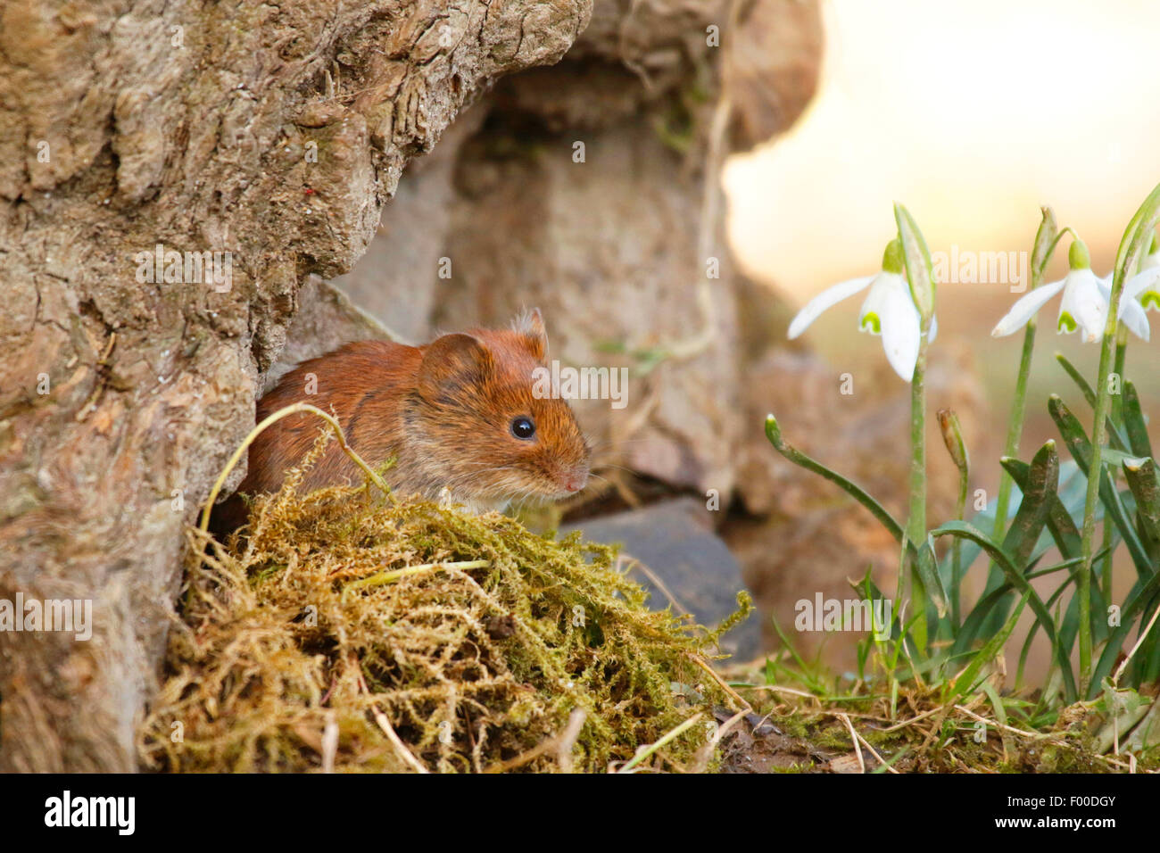 bank vole (Clethrionomys glareolus, Myodes glareolus), sitting in front ...