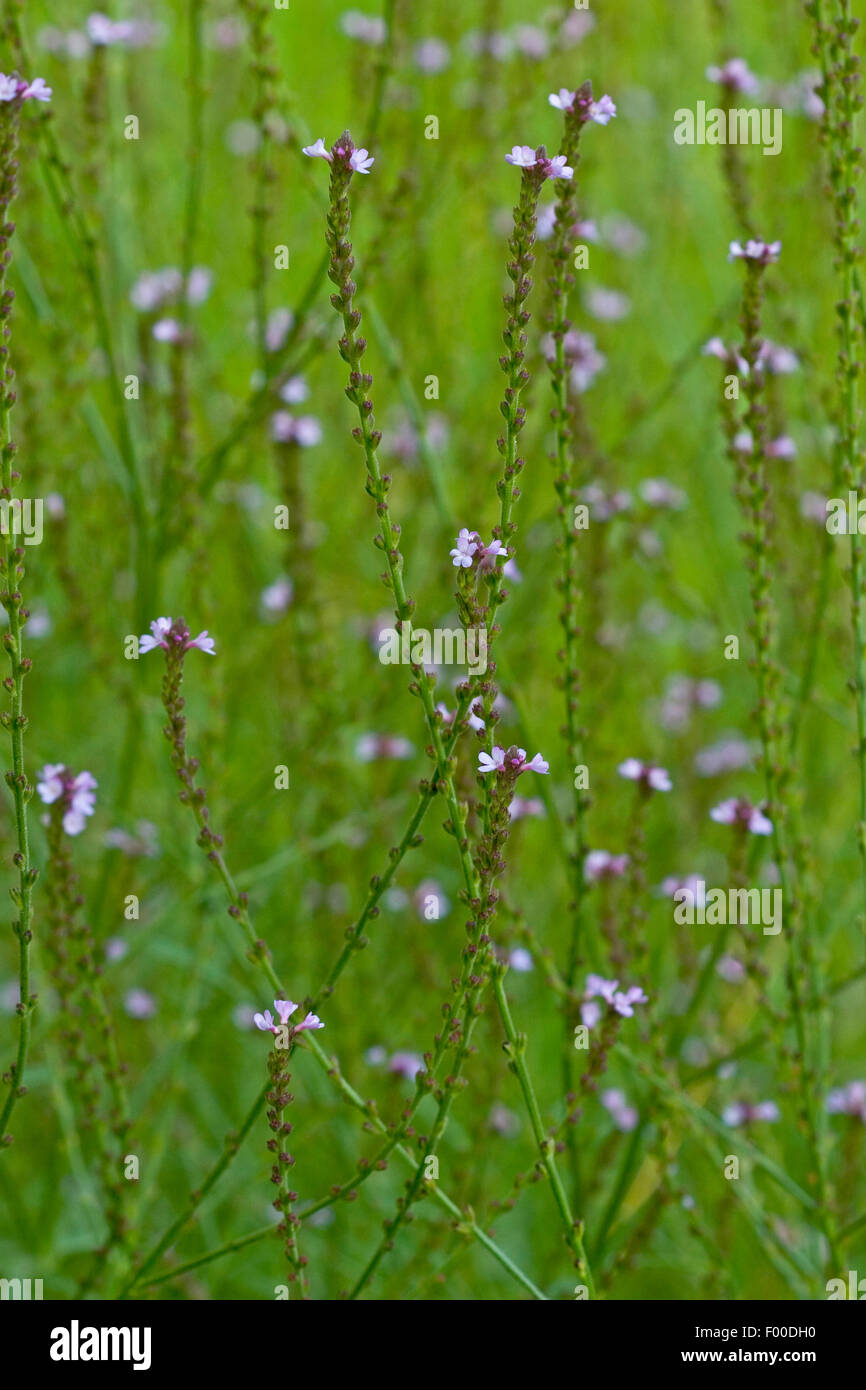 European vervain, Turkey Grass, Simpler's Joy (Verbena officinalis), blooming, Germany Stock Photo