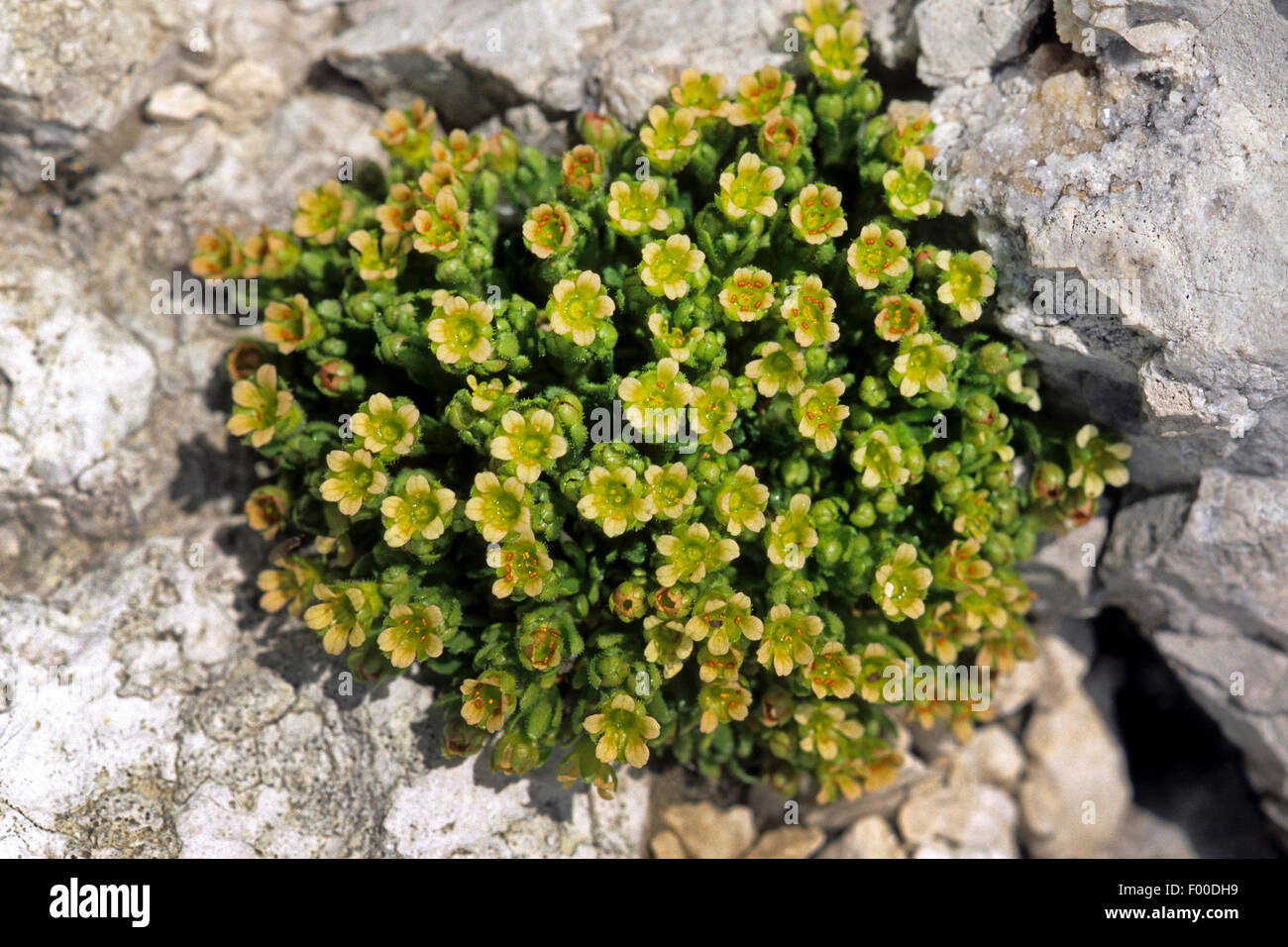 saxifrage (Saxifraga facchinii), blooming, Italy, South Tyrol, Dolomites Stock Photo