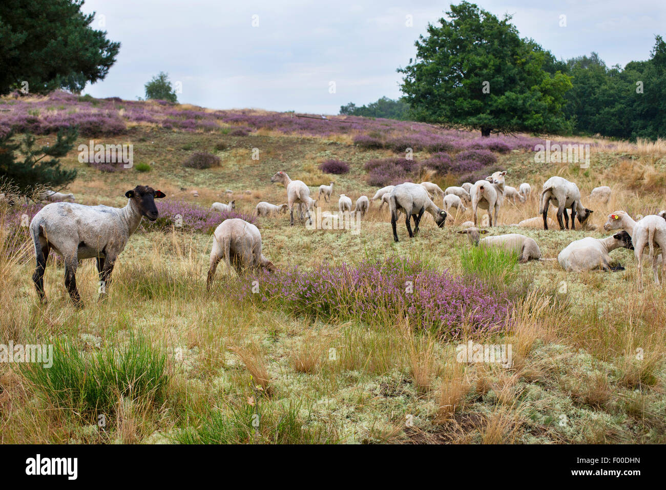 domestic sheep (Ovis ammon f. aries), heath with blooming ling, sheep grazing, Germany, Mecklenburg-Western Pomerania, Naturschutzgebiet Bretziner Heide Stock Photo