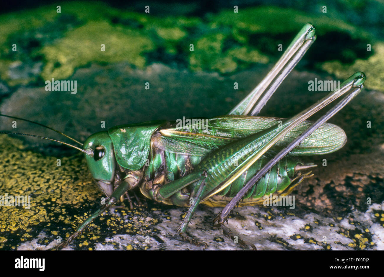 Heath Bush-Cricket, Heath Bush Cricket (Gampsocleis glabra, Decticus alberti, Gampsocleis annae, Gampsocleis podolica), male, Germany Stock Photo