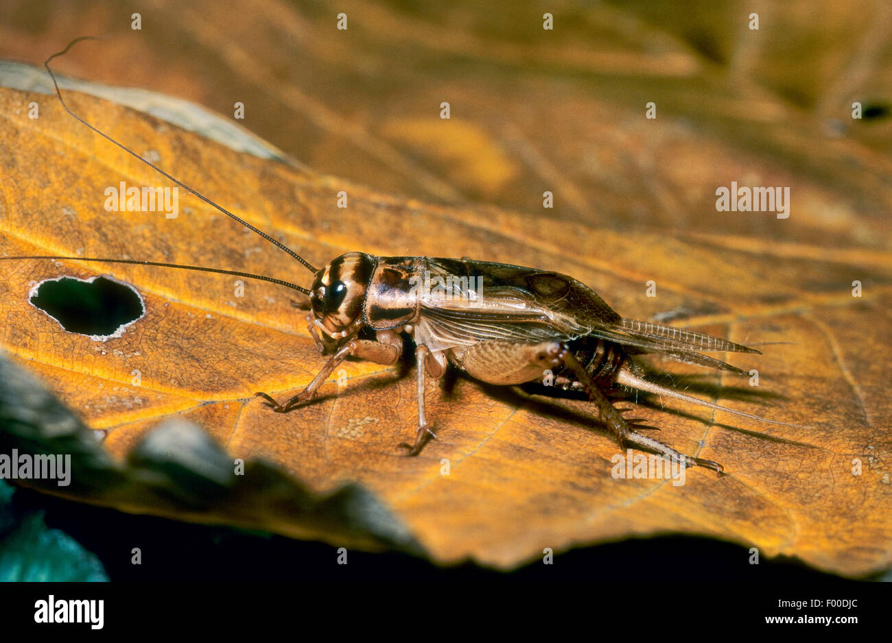 House cricket, Domestic cricket, Domestic gray cricket (Acheta domesticus, Acheta domestica, Gryllulus domesticus), on a brown leaf, Germany Stock Photo