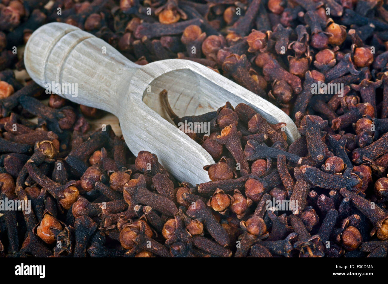 Clove (Syzygium aromaticum), dried cloves with wood scoop Stock Photo