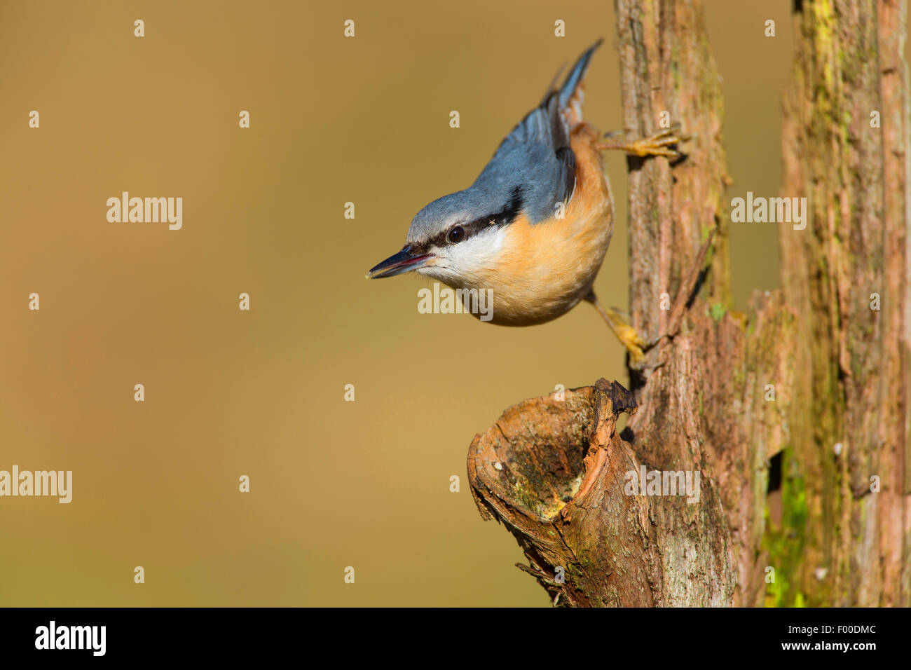 Eurasian nuthatch (Sitta europaea), head first at a rotten tree trunk, Germany Stock Photo