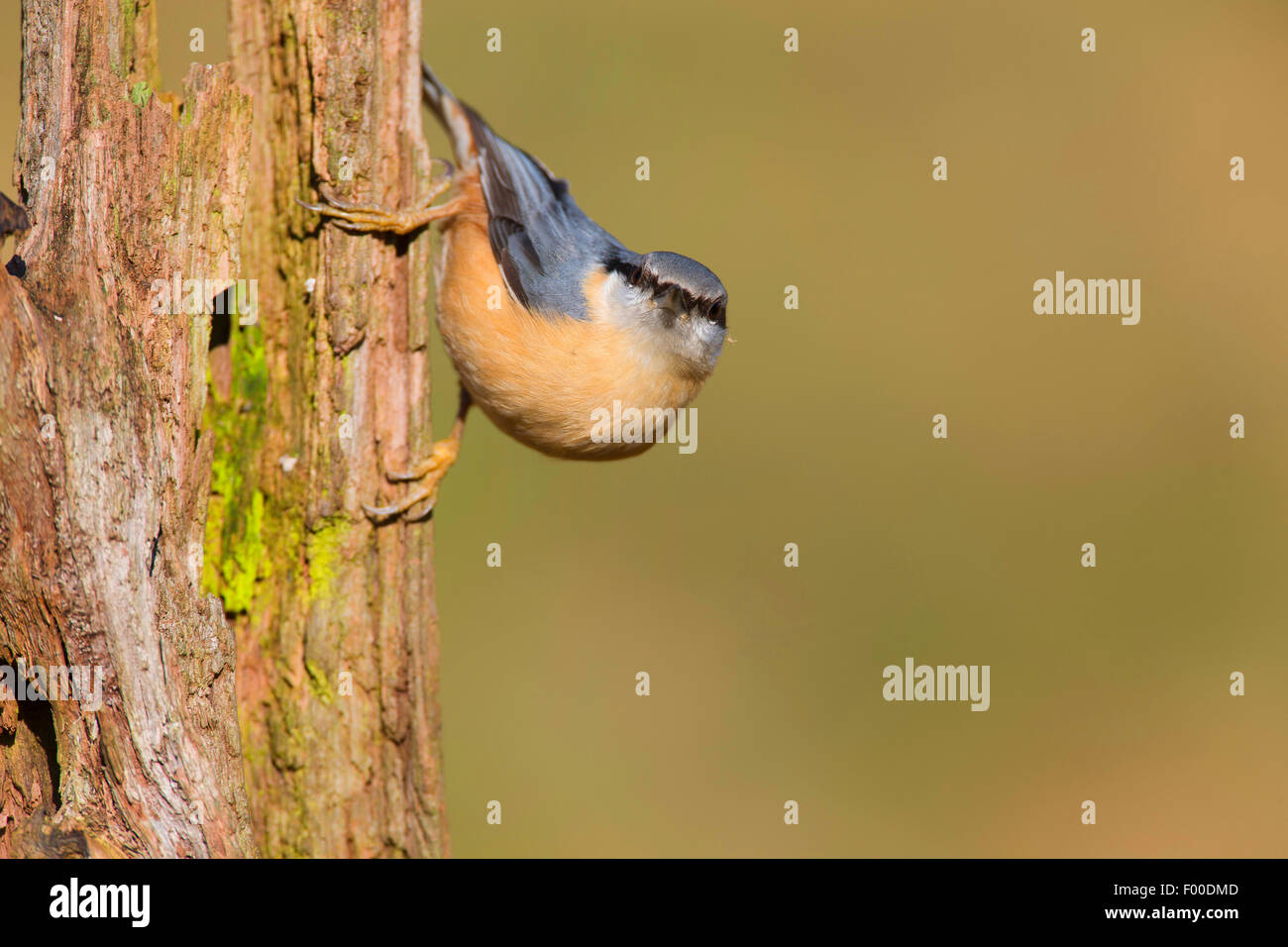 Eurasian nuthatch (Sitta europaea), head first at a rotten tree trunk, Germany Stock Photo