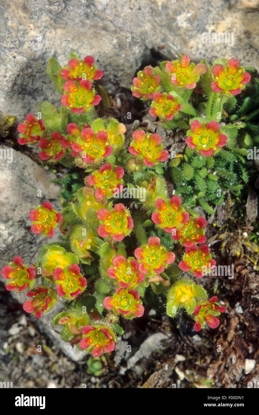 saxifrage (Saxifraga facchinii), blooming, Italy, South Tyrol, Dolomites Stock Photo