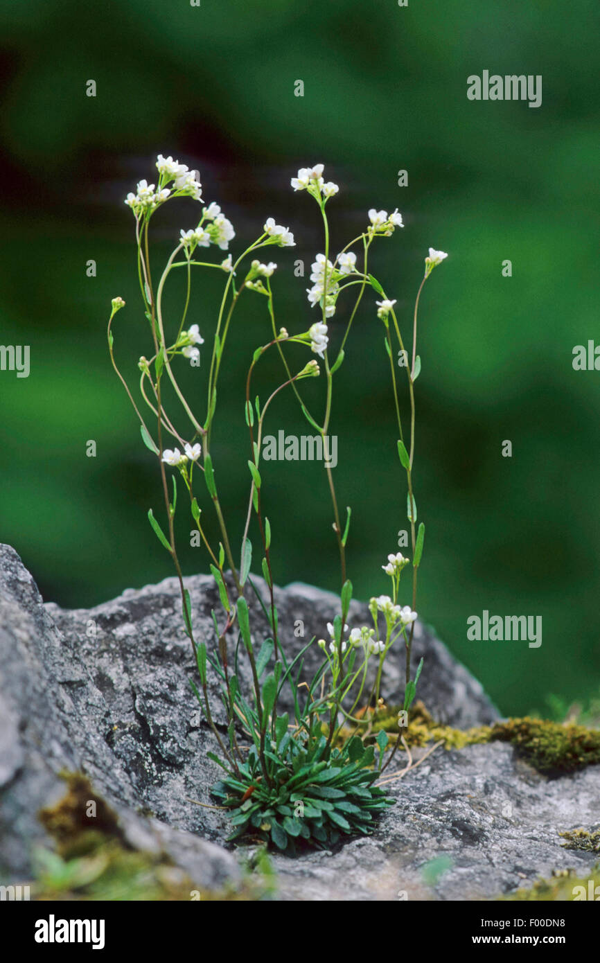 Kernera (Kernera saxatilis), blooming on a rock, Germany Stock Photo