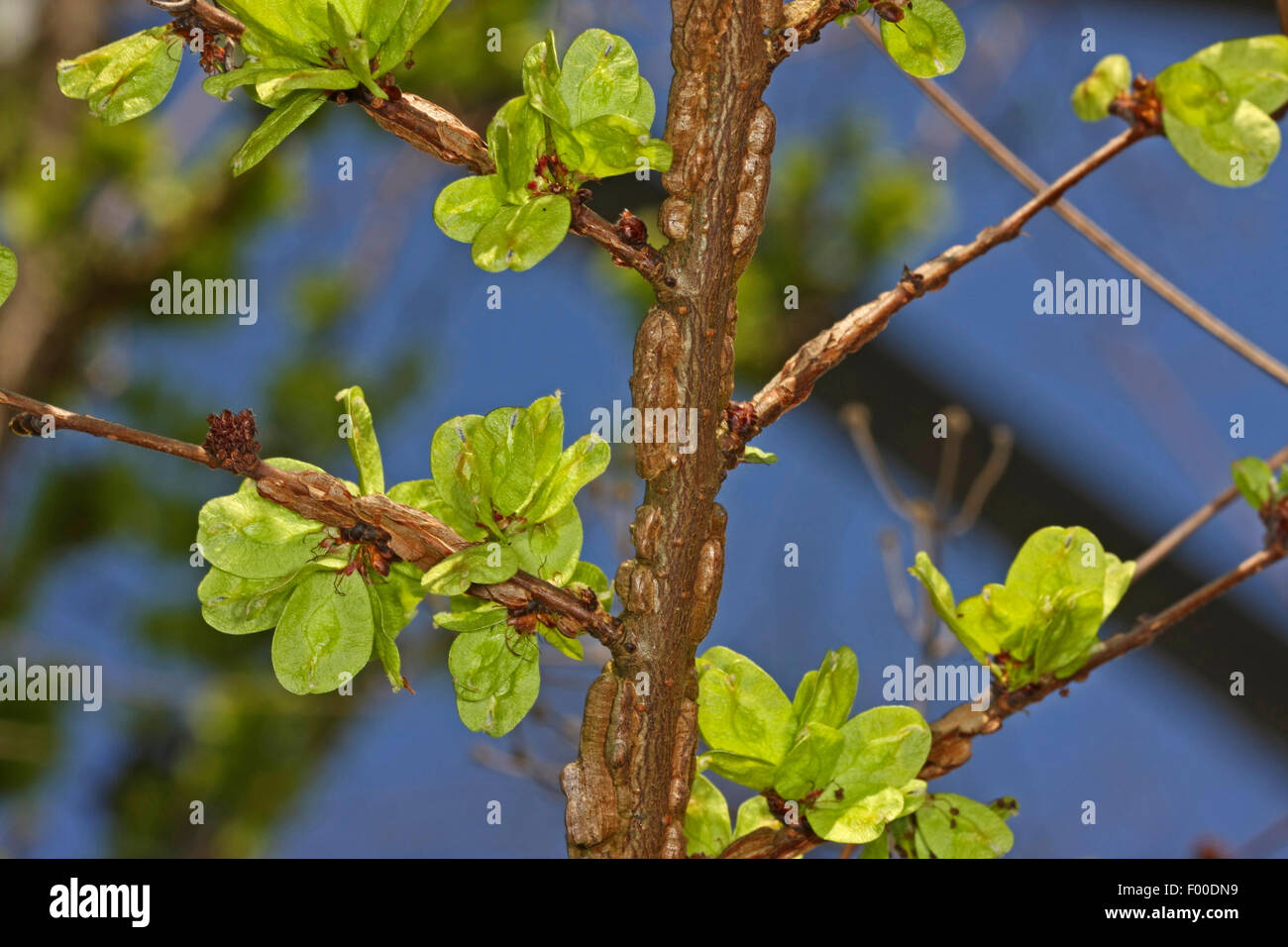 smooth-leaf elm (Ulmus minor, Ulmus campestris, Ulmus carpinifolia), branch with corky wings and fruitzs, Germany Stock Photo