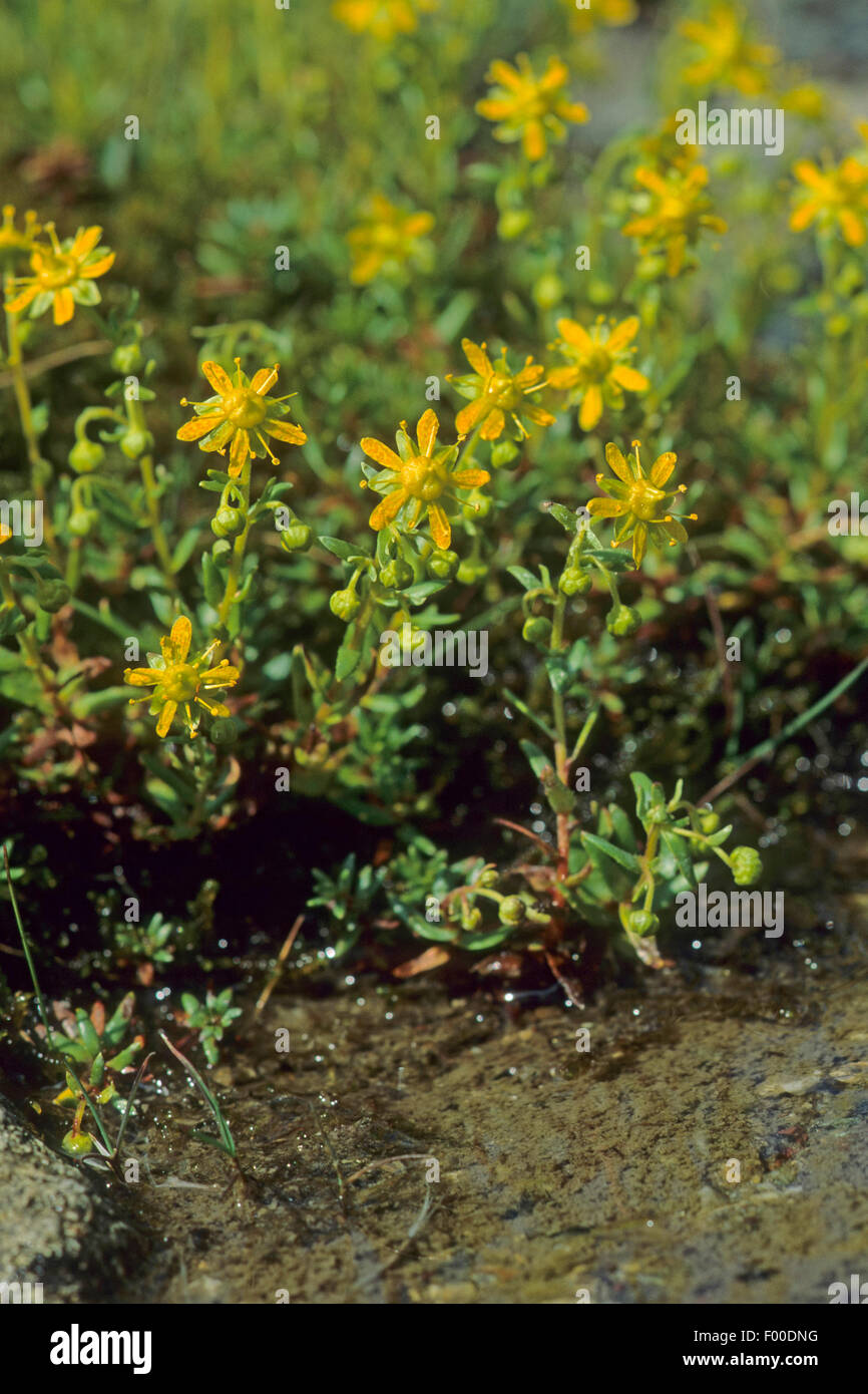 yellow saxifrage, yellow mountain saxifrage, evergreen saxifrage (Saxifraga aizoides), blooming, Germany Stock Photo