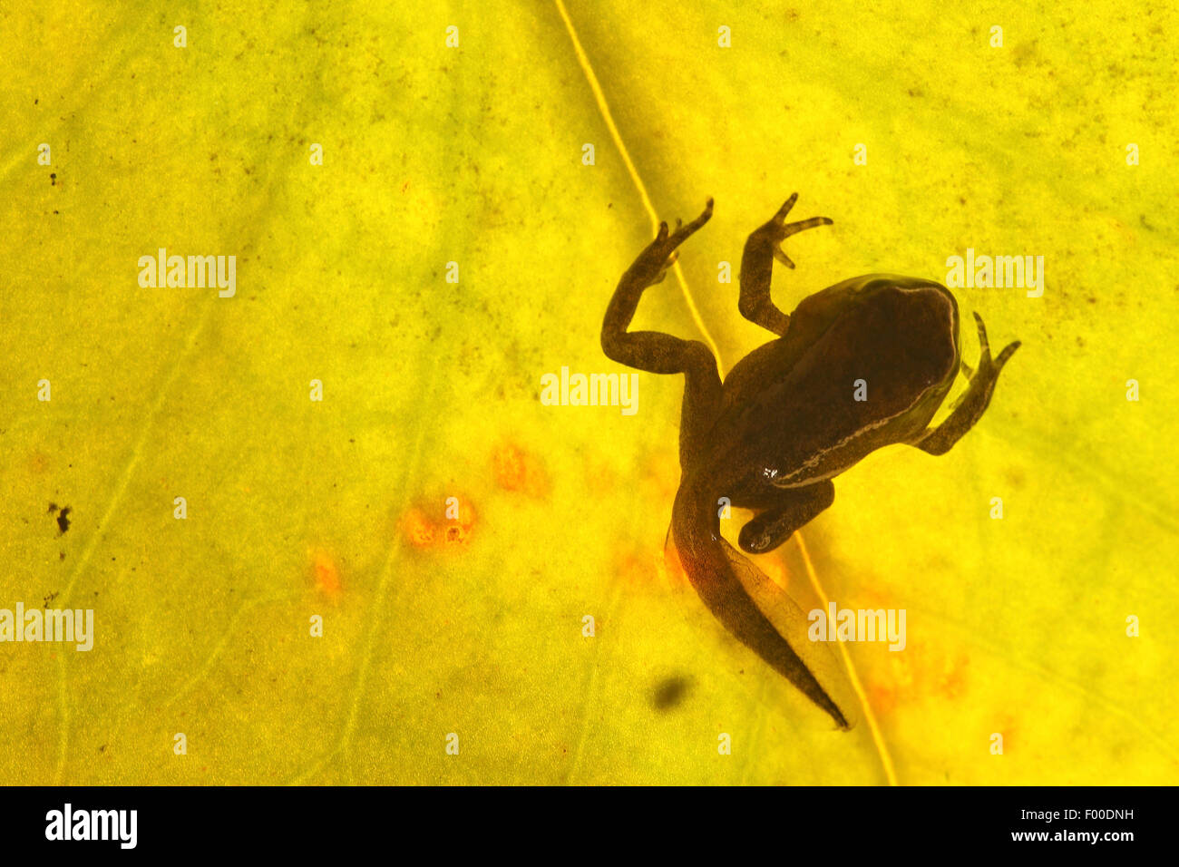 common frog, grass frog (Rana temporaria), high angle view on a developing tadpole on a leaf, Belgium Stock Photo