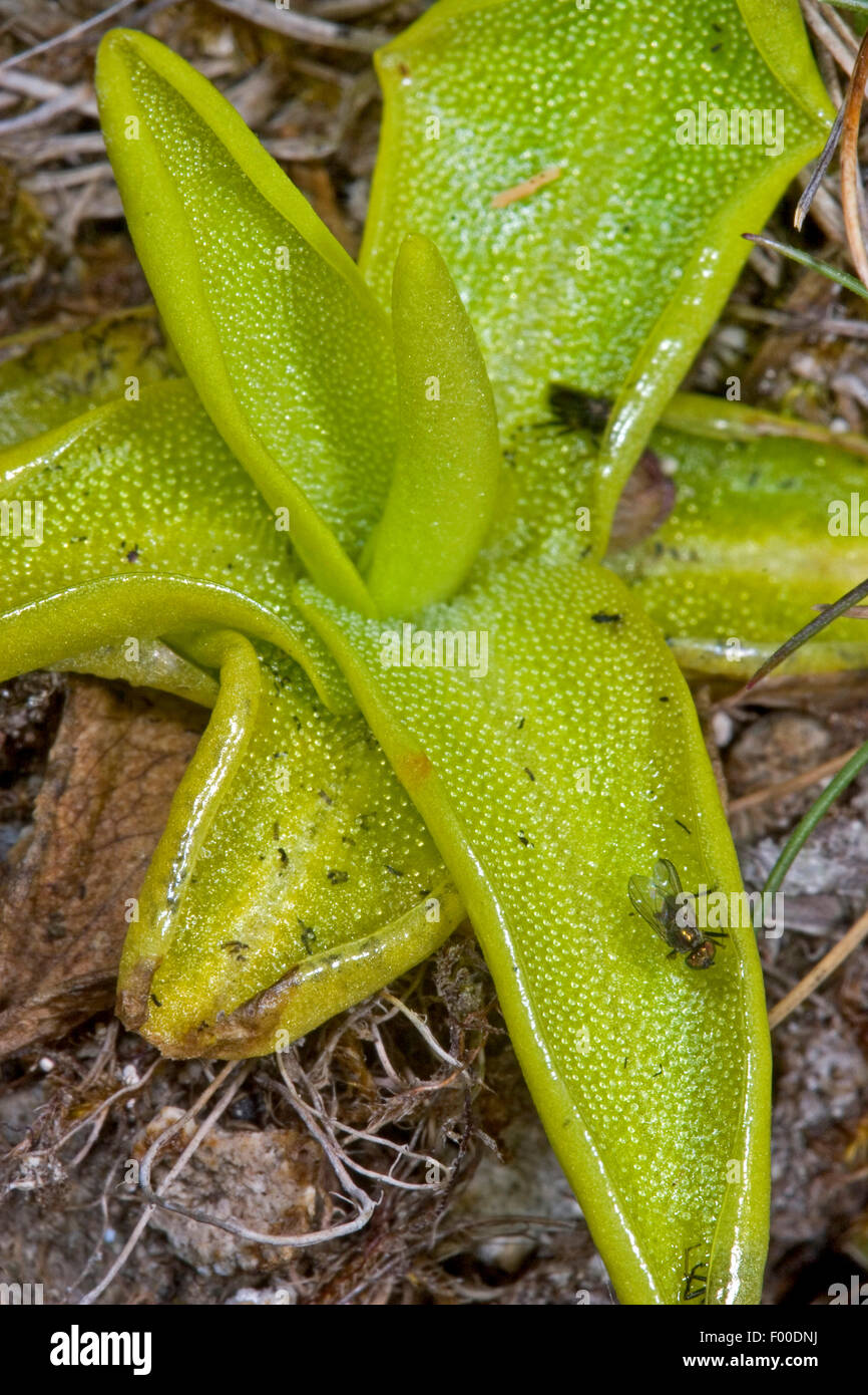 common butterwort (Pinguicula vulgaris), sticky leaves with adhering insects, Germany Stock Photo