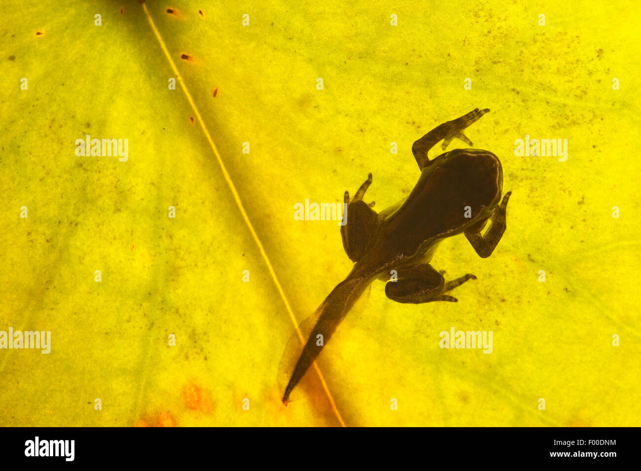 common frog, grass frog (Rana temporaria), high angle view on a developing tadpole on a leaf, Belgium Stock Photo
