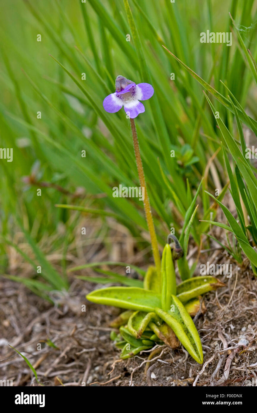 common butterwort (Pinguicula vulgaris), blooming, Germany Stock Photo